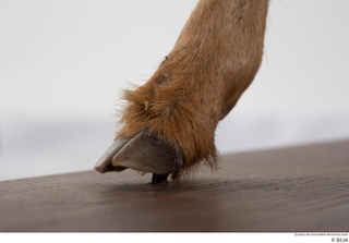 Deer doe foot hoof 0012.jpg